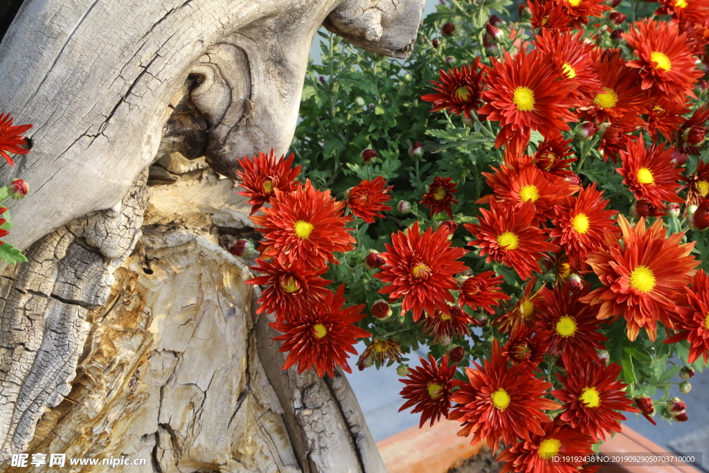 菊花