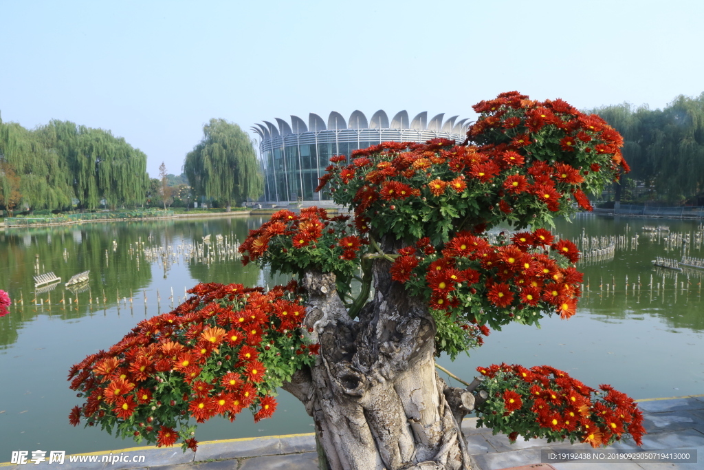 菊花
