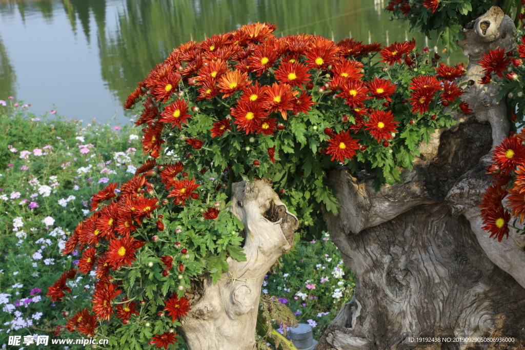 菊花