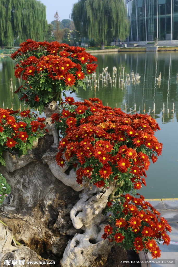 菊花