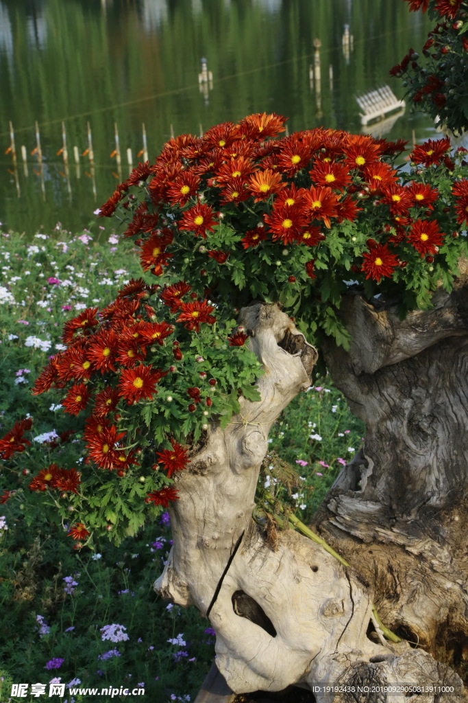 菊花