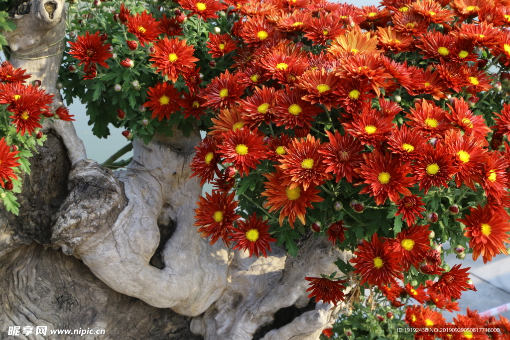 菊花