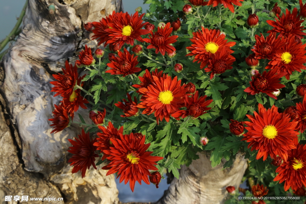 菊花