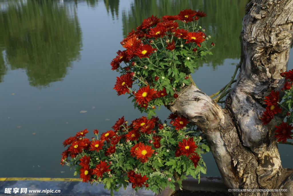 菊花