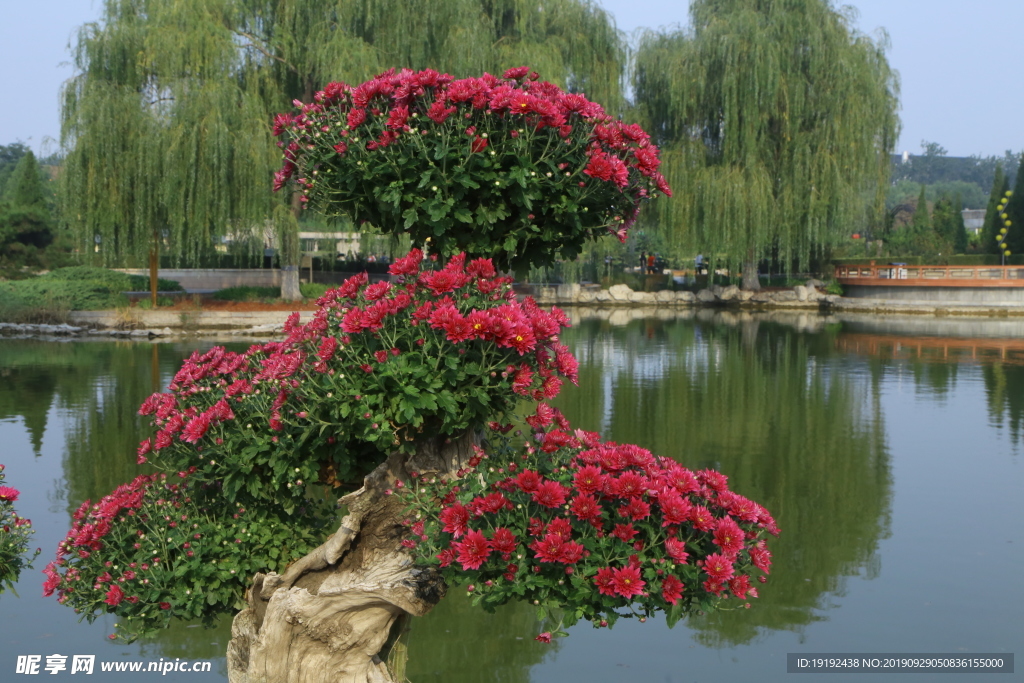 菊花