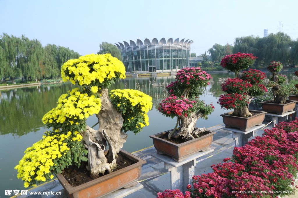 菊花