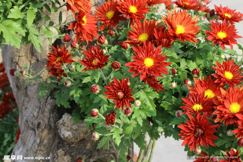 菊花