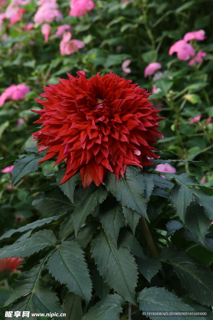 大丽花