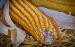 玉米 食品 素食 蔬菜 新鲜