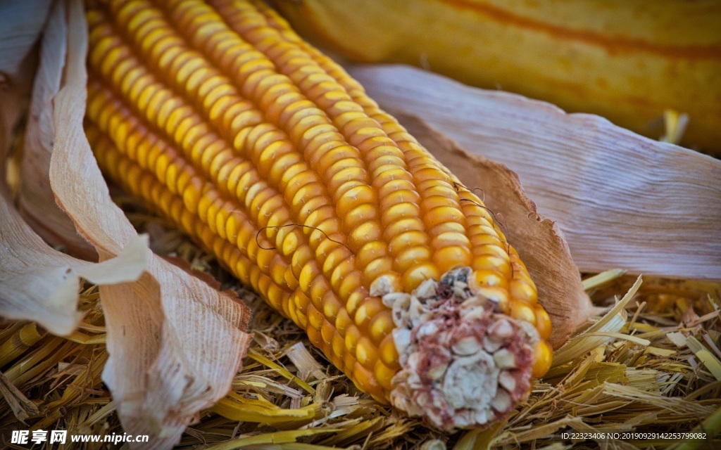 玉米 食品 素食 蔬菜 新鲜