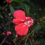 凤仙花 粉色凤仙花 指甲花
