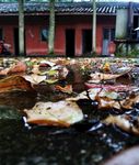 自然 建筑 风景 落叶 枯黄