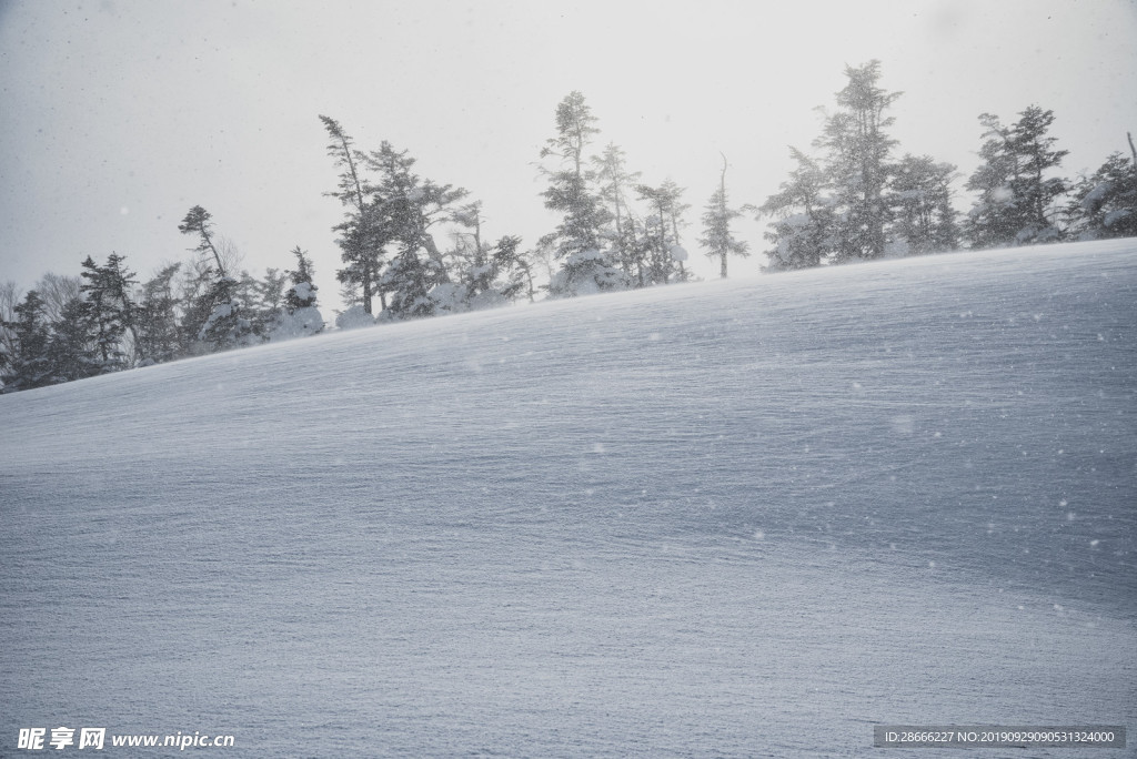 雪原