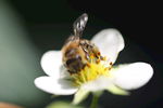 蜜蜂 白色小花