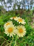 野花