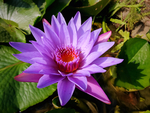 紫色花