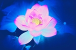 花瓣