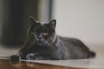 灰猫