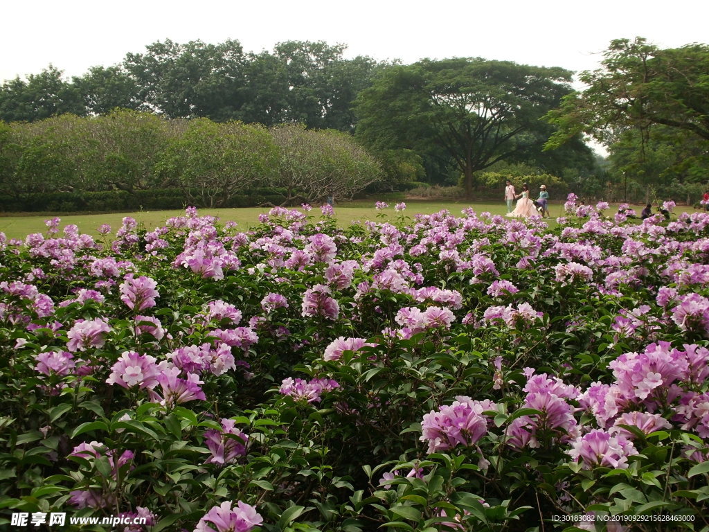 热带花卉