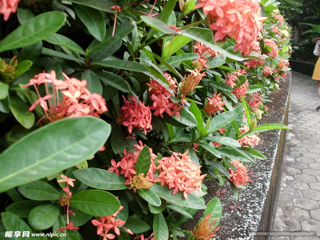 热带花卉
