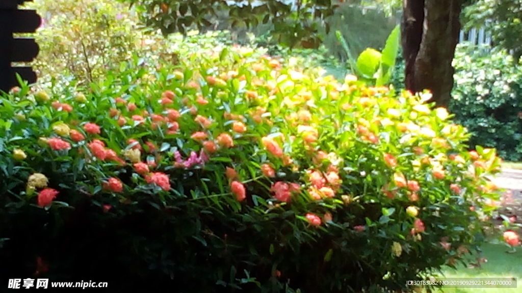 热带花卉