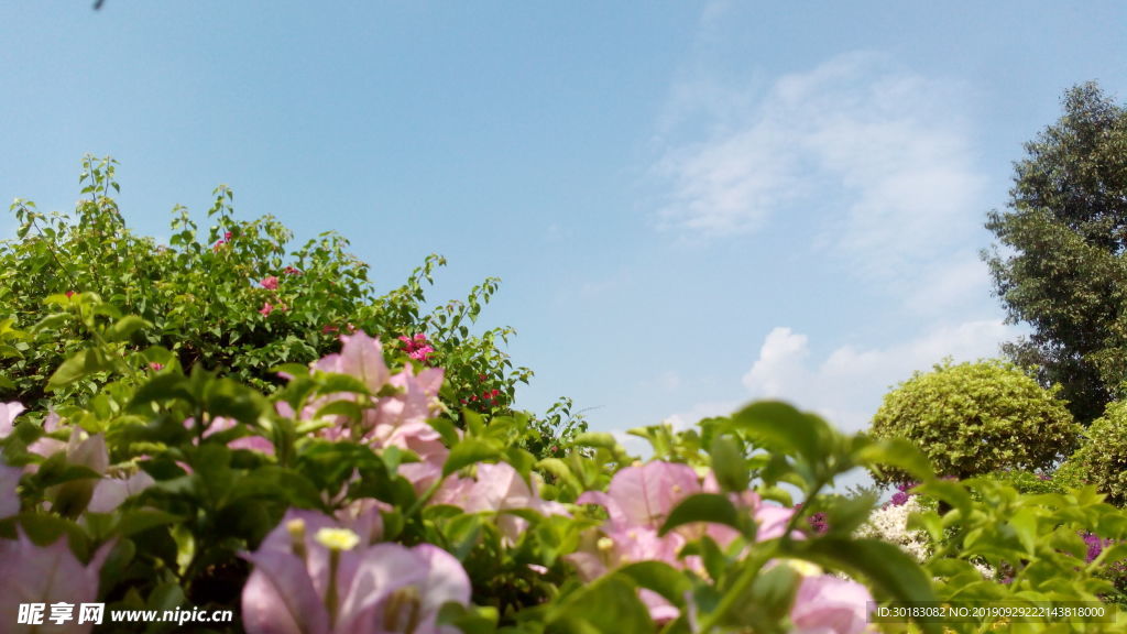 三角梅