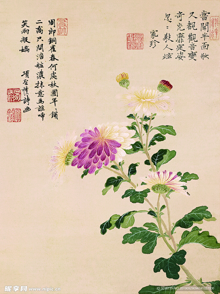 菊花