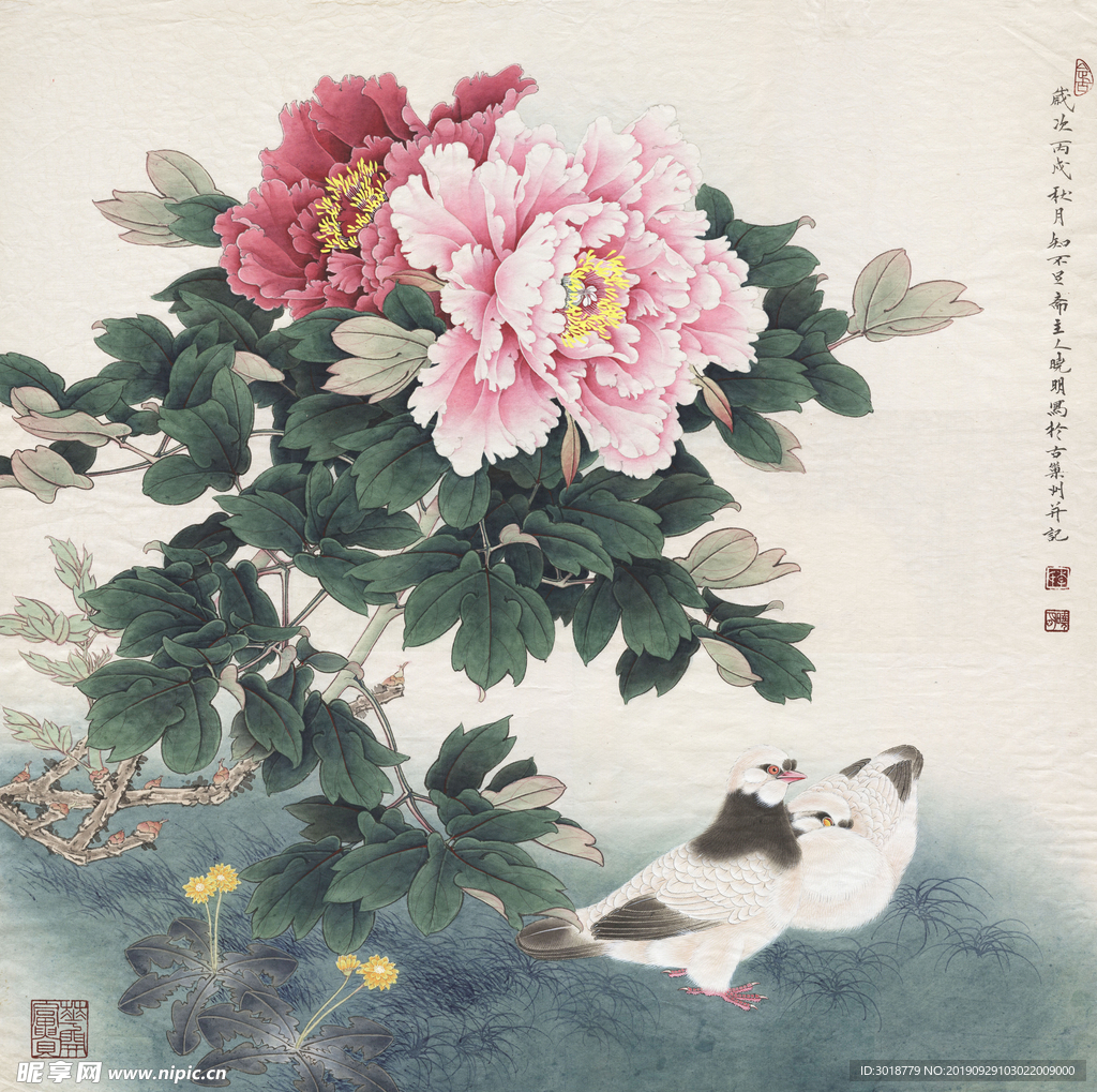 牡丹