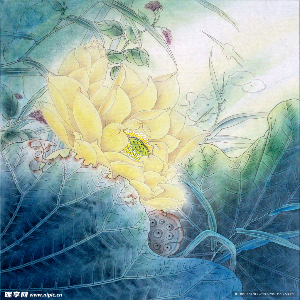 荷花