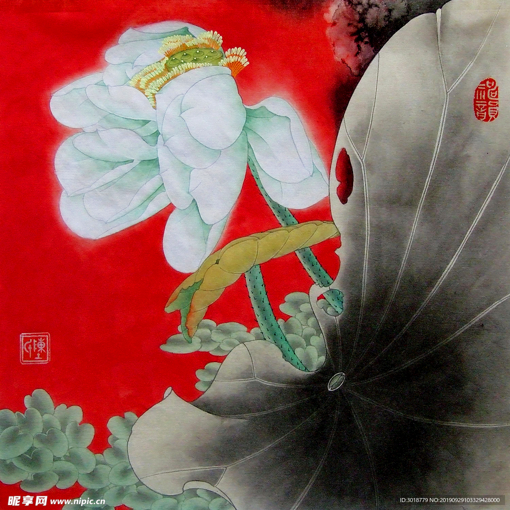 荷花