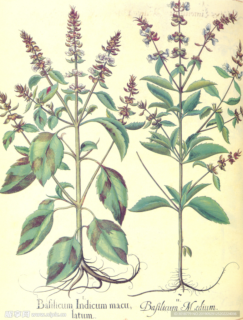植物图谱