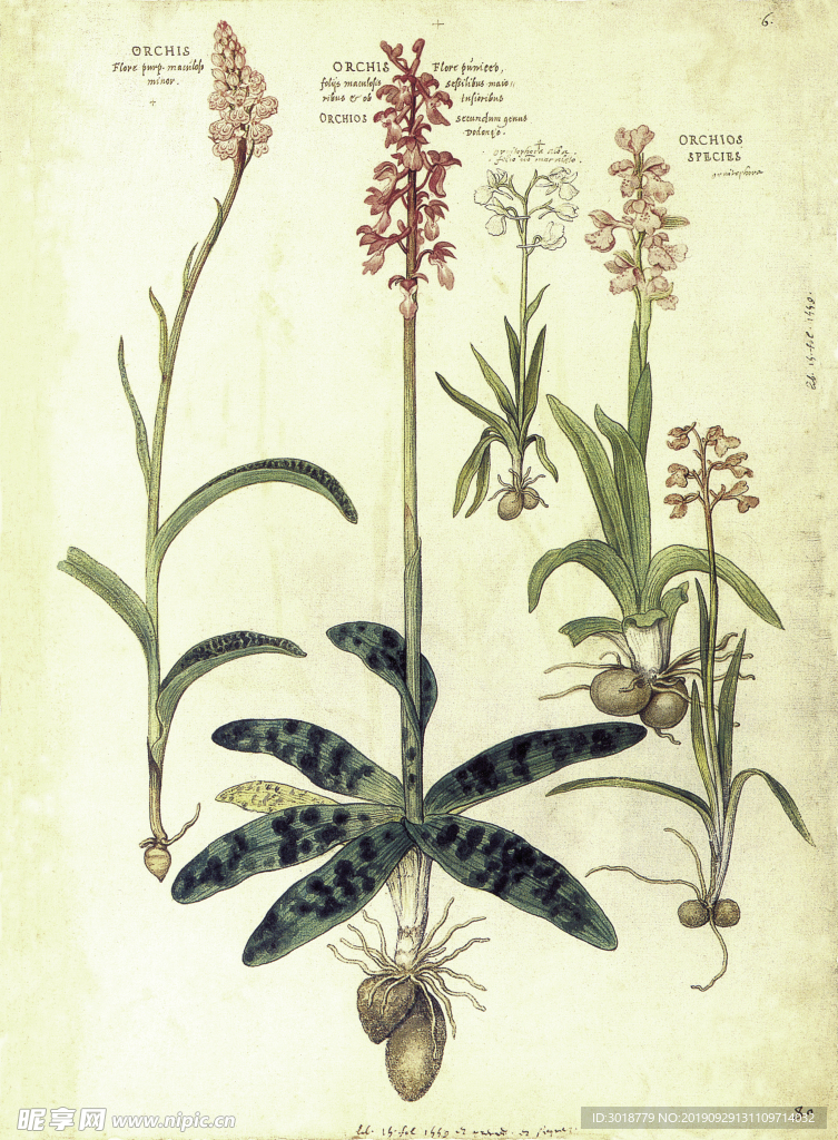 植物图谱