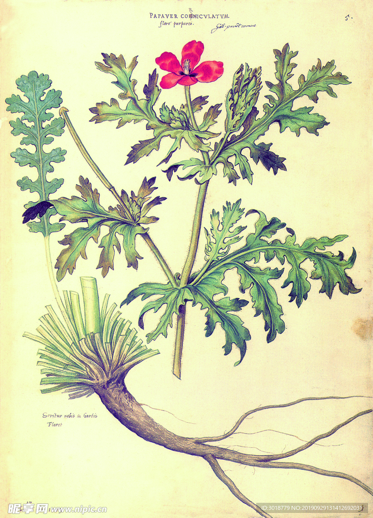 植物图谱