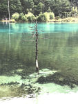 云南月亮湖中的树枝