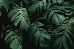 植物美景