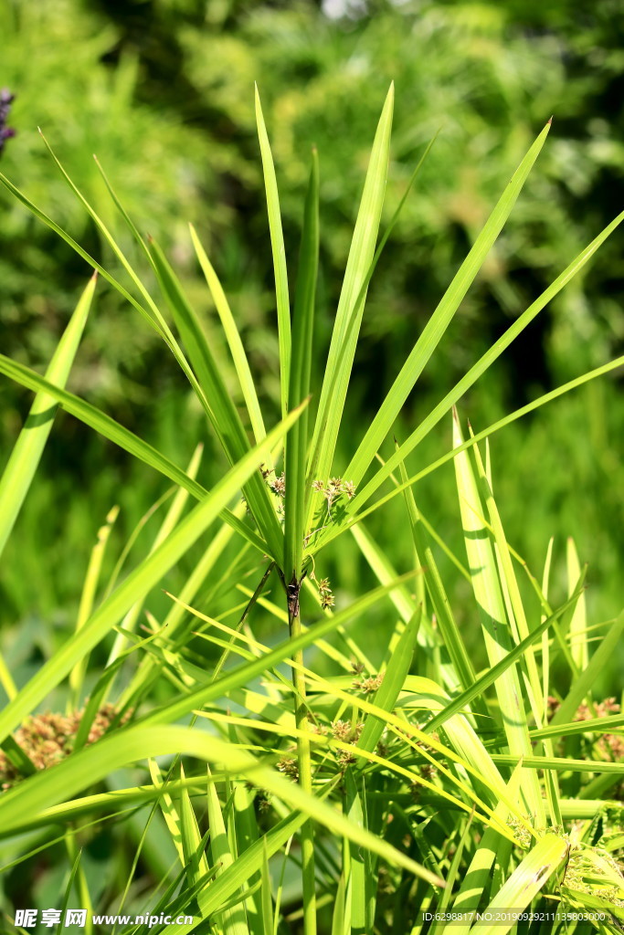 风车草