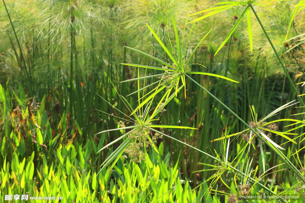 风车草