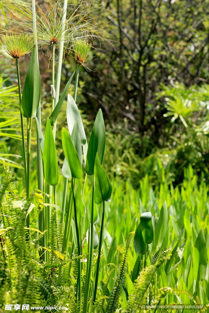 鱼梭草