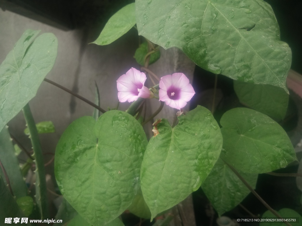 牵牛花