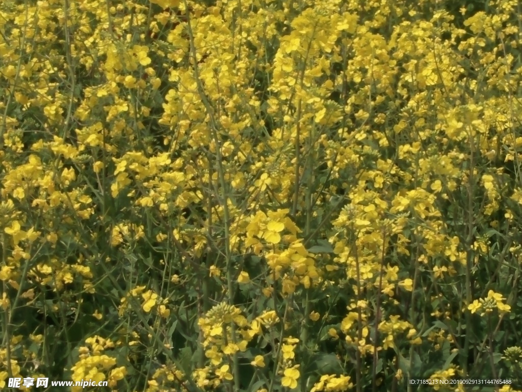 油菜花