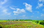 海南田野