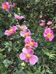 野生秋牡丹/日本银莲花
