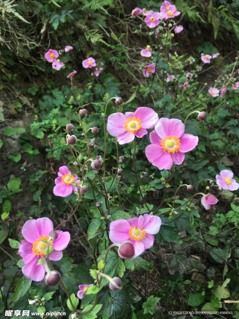 日本银莲花/野生秋牡丹