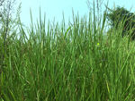 草