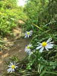紫菀