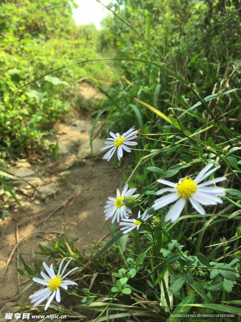 紫菀