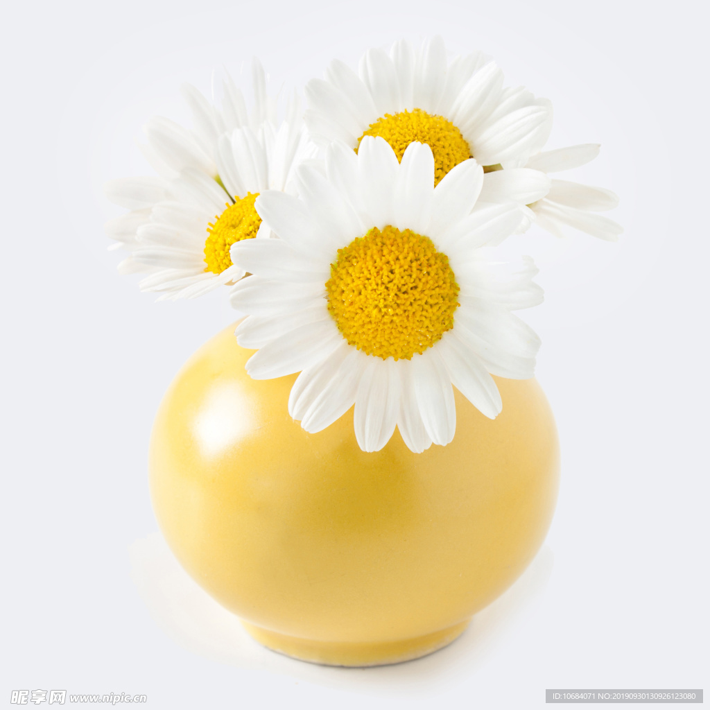 暖黄色菊花花瓶
