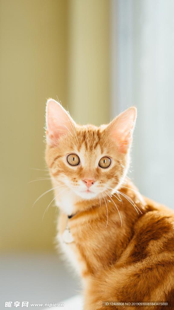 猫