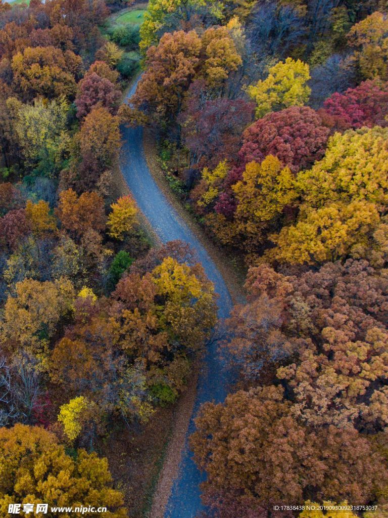 秋天 森林 公路