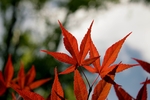 枫叶树叶秋天